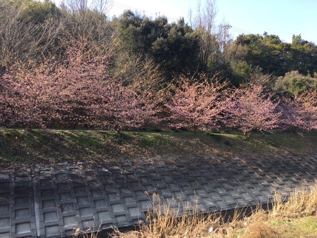 2021年2月20日の河津桜開花状況