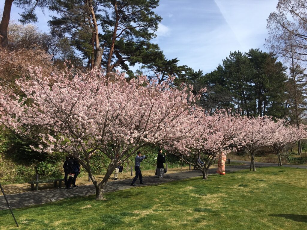 フラワーパークの大漁桜