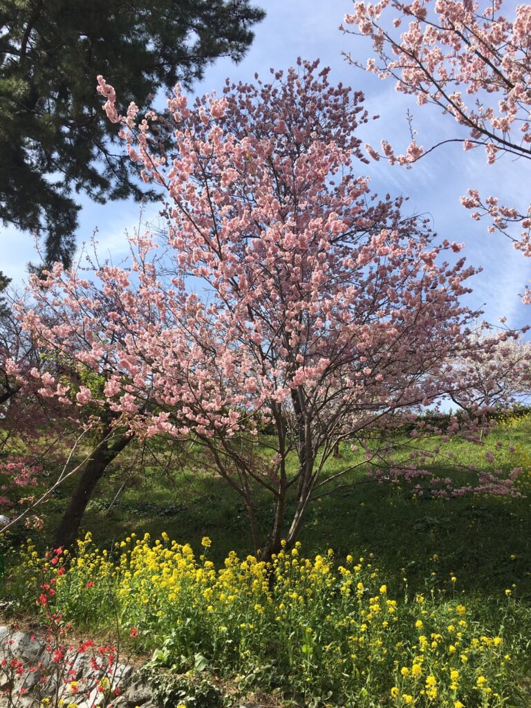 フラワーパークの大漁桜