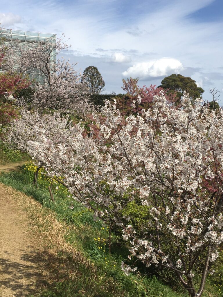 フラワーパーク浜松の大漁桜
