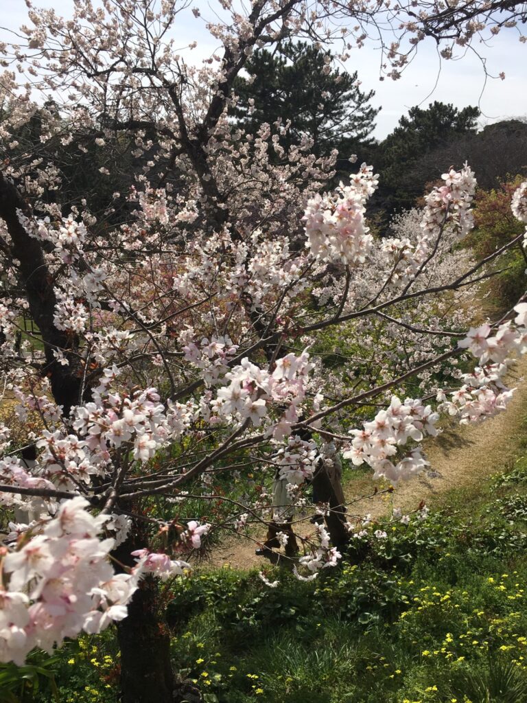 フラワーパーク浜松の大漁桜