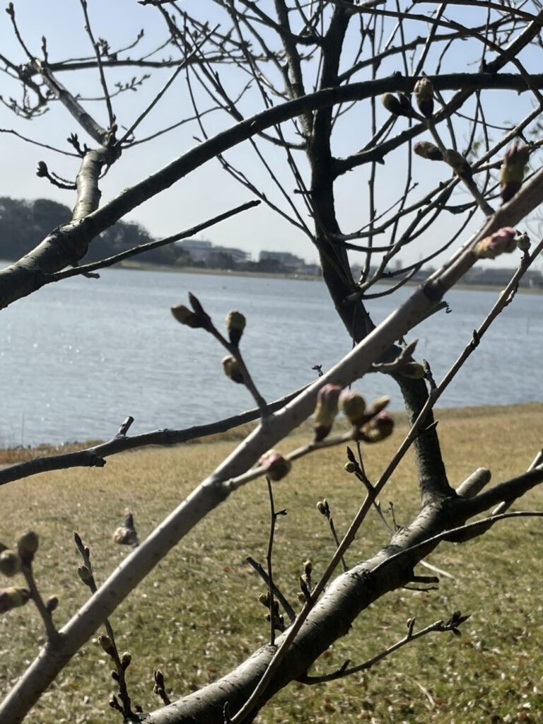 佐鳴湖公園の桜：2021年3月19日