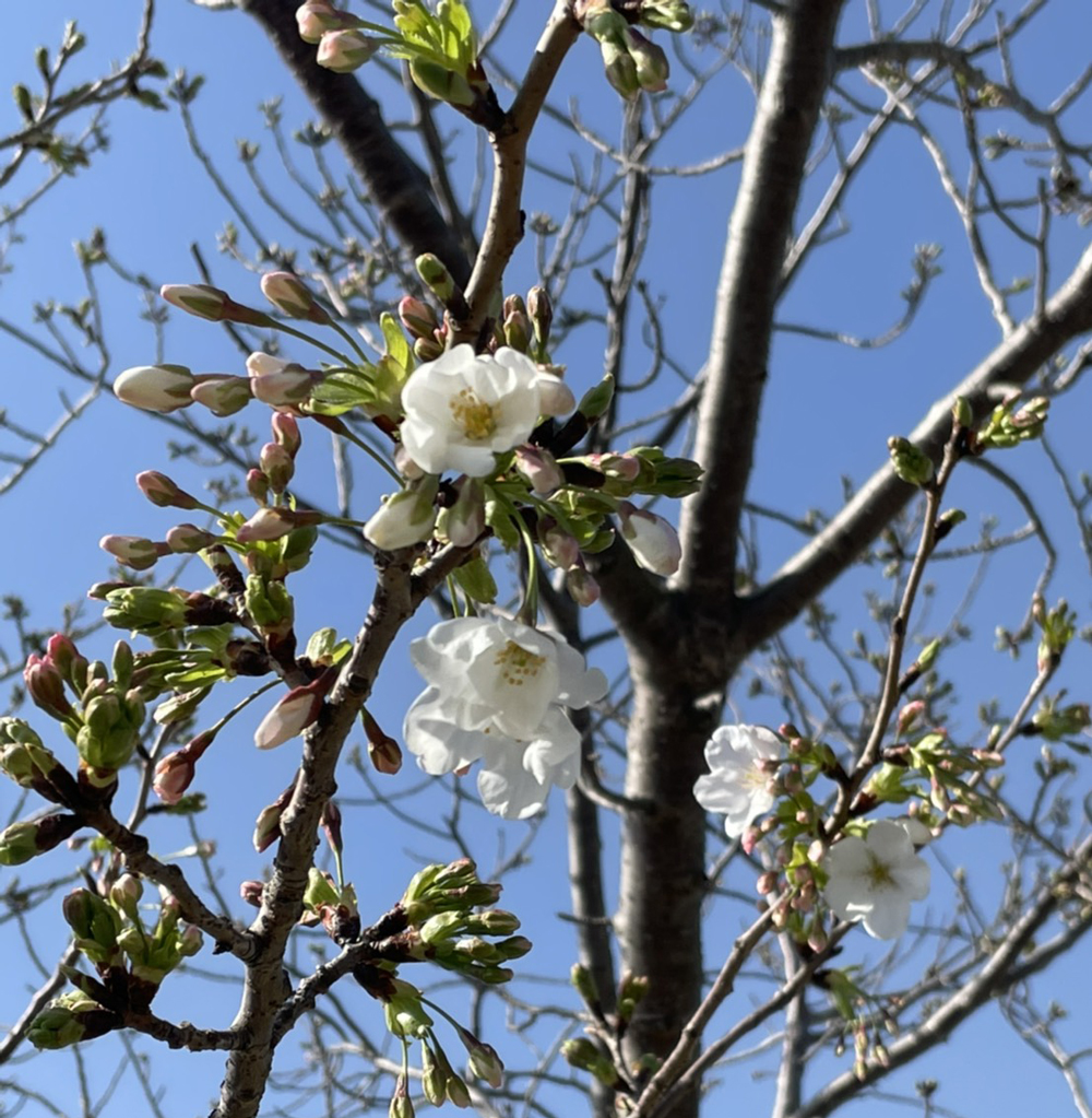 佐鳴湖公園の桜：2021年3月19日