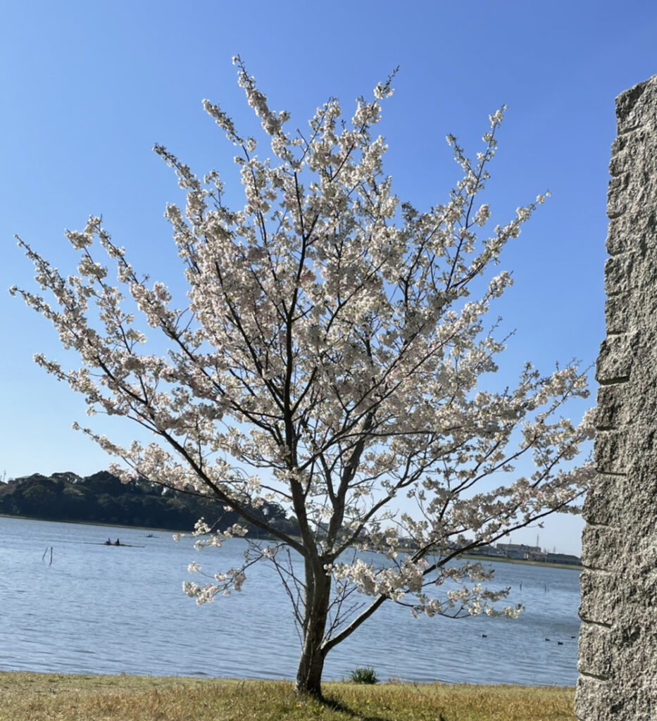 佐鳴湖公園の桜：開花状況2021年3月23日