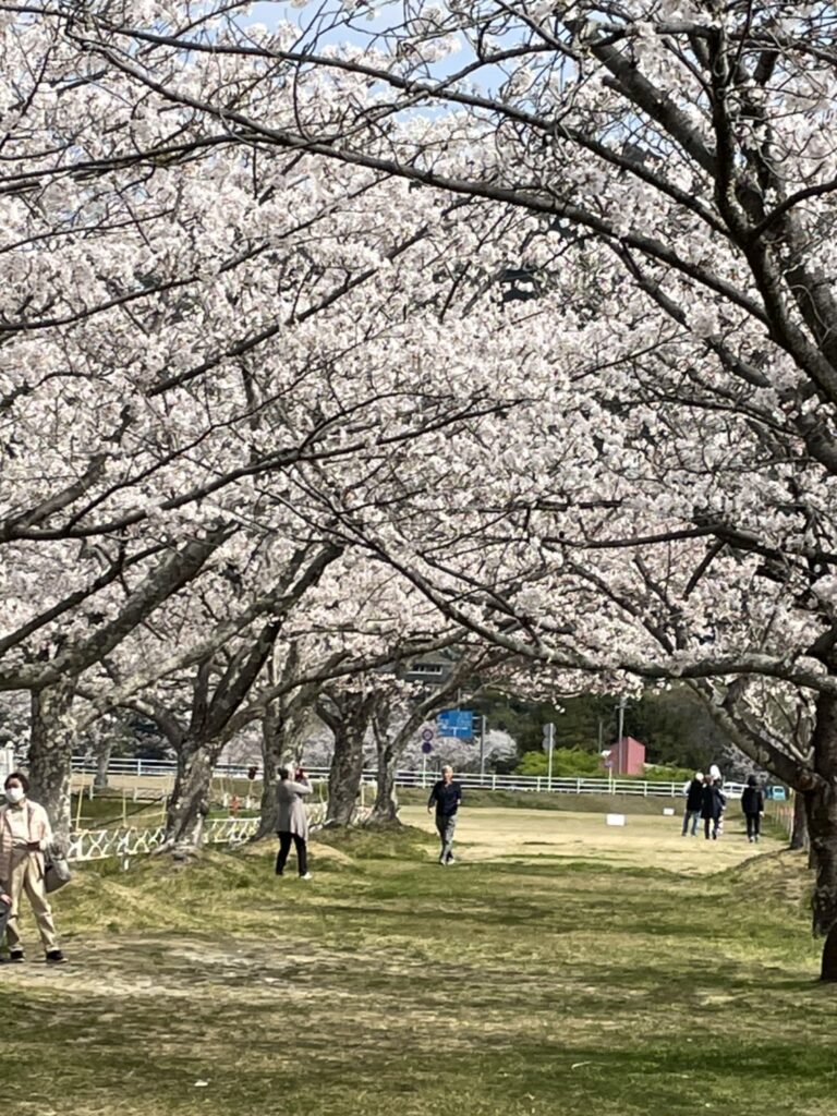 船明ダムの桜並木