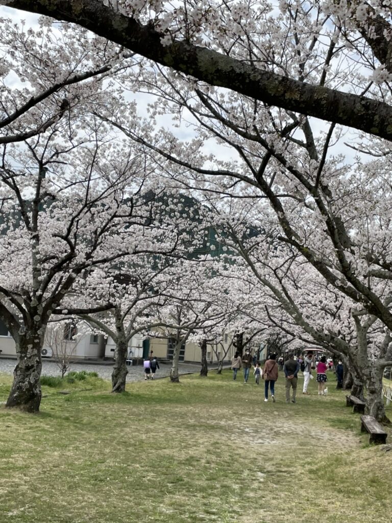 船明ダムの桜並木