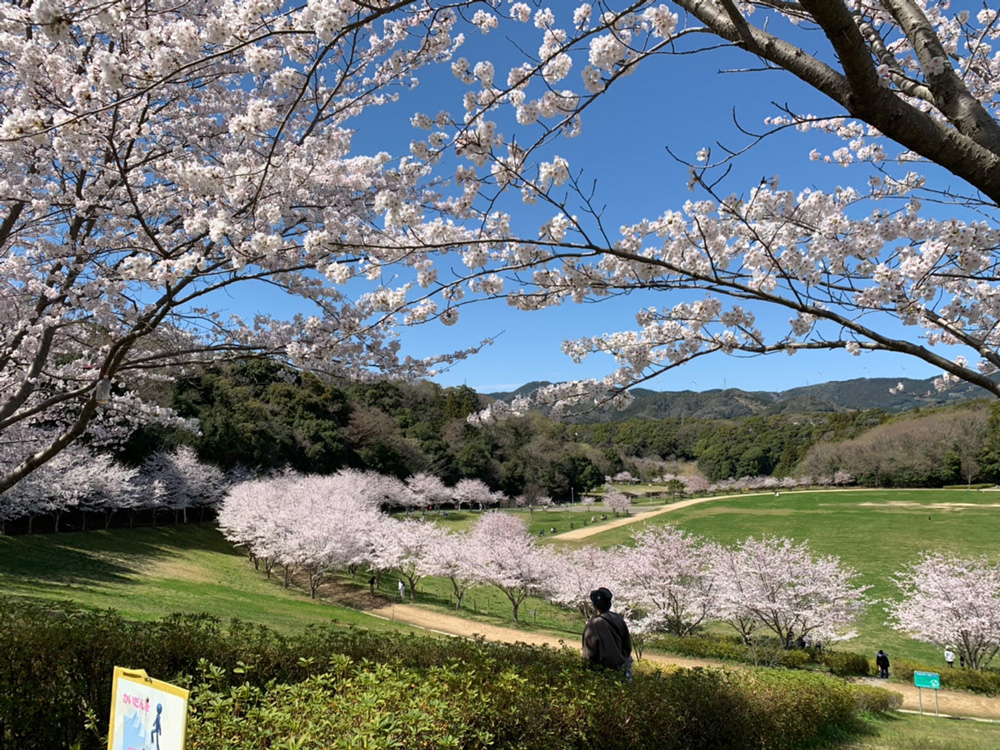 浜松桜の名所：都田公園の桜