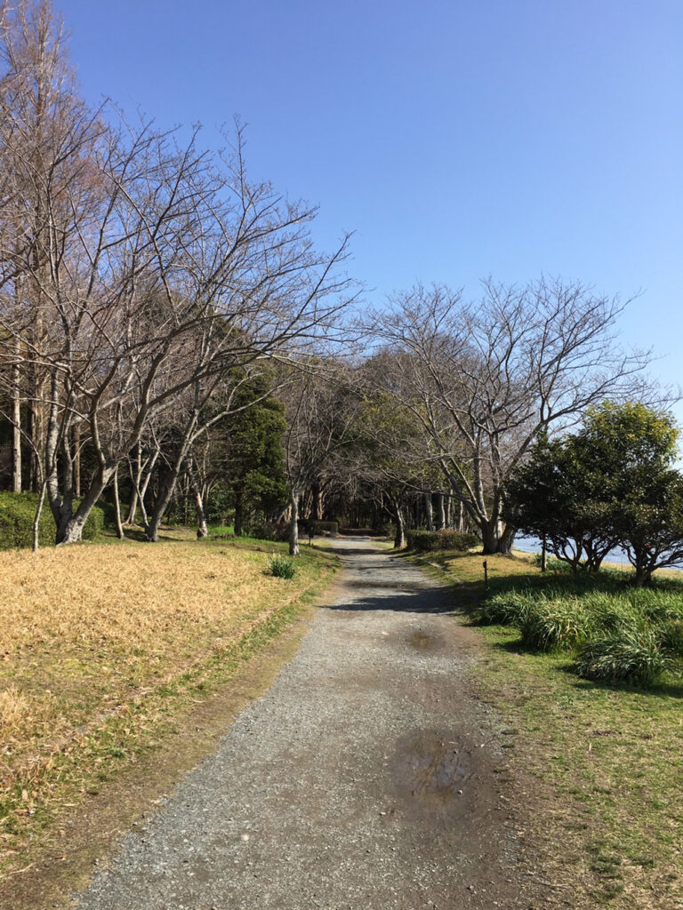 佐鳴湖公園の桜：2021年3月10日