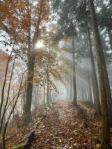 兵越峠：国盗り公園の紅葉