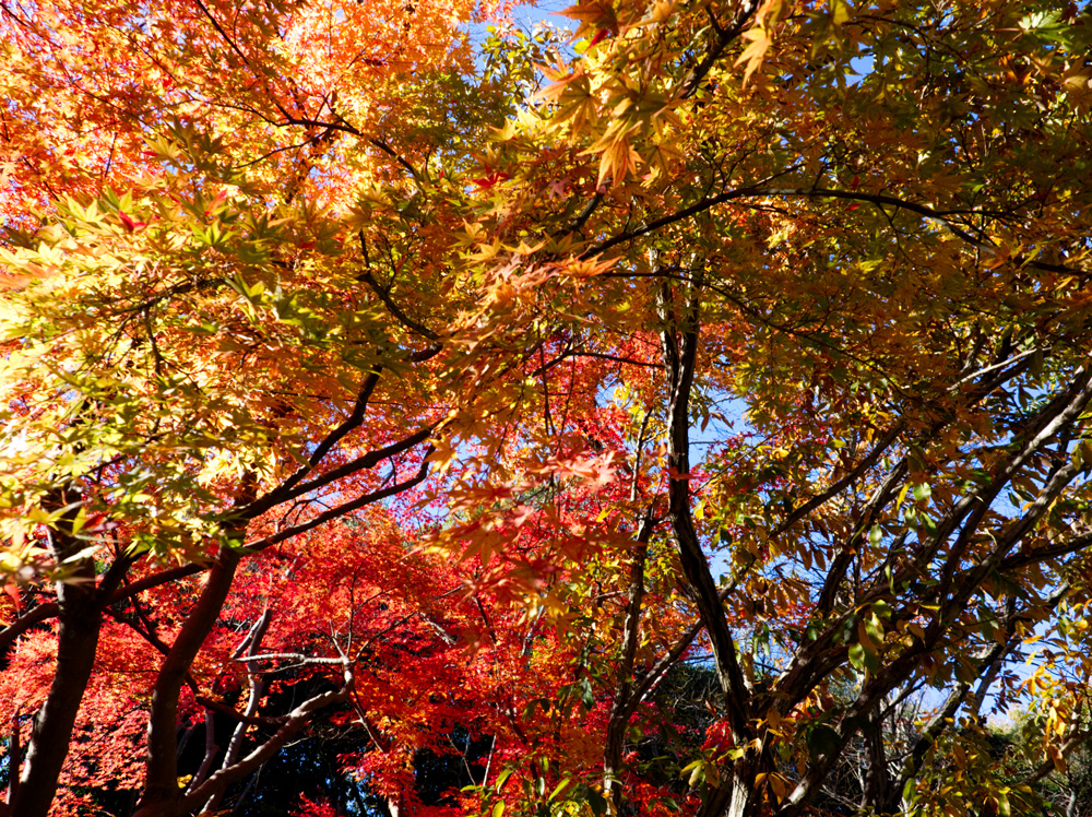浜松城公園広場の紅葉