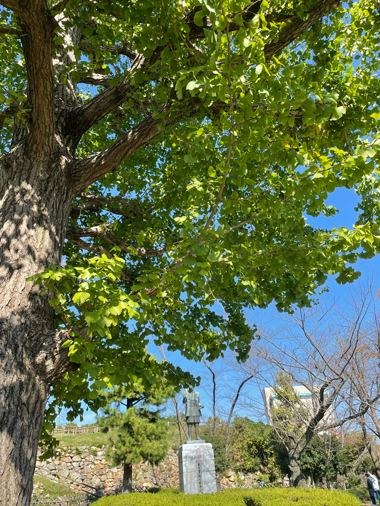 浜松城イチョウの木