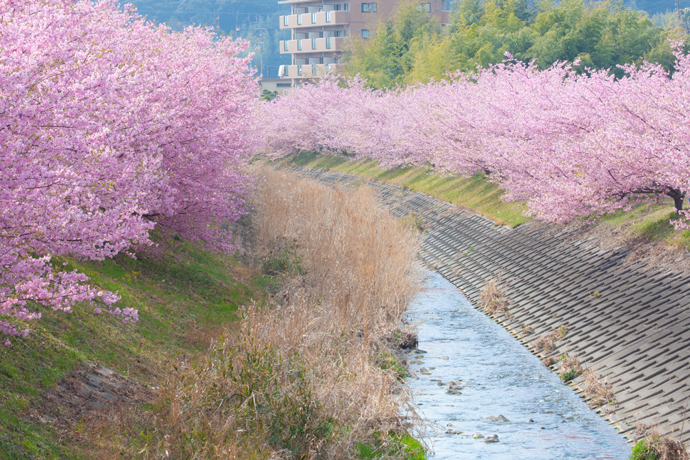 東大山の河津桜祭り