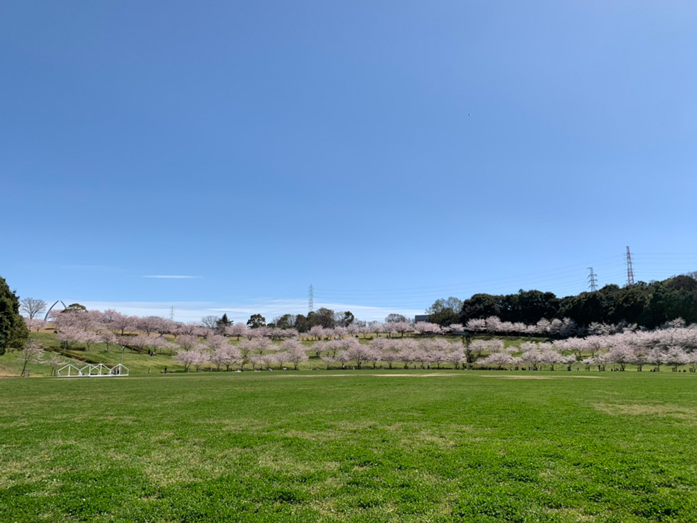 都田公園の桜が満開
