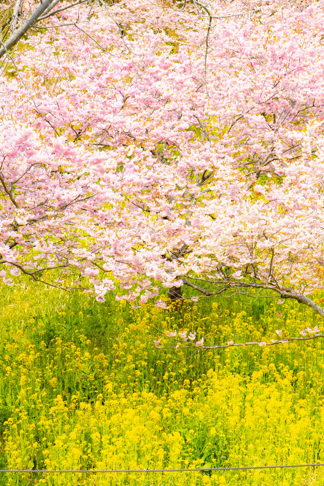 大漁桜と菜の花コラボ：浜松フラワーパーク