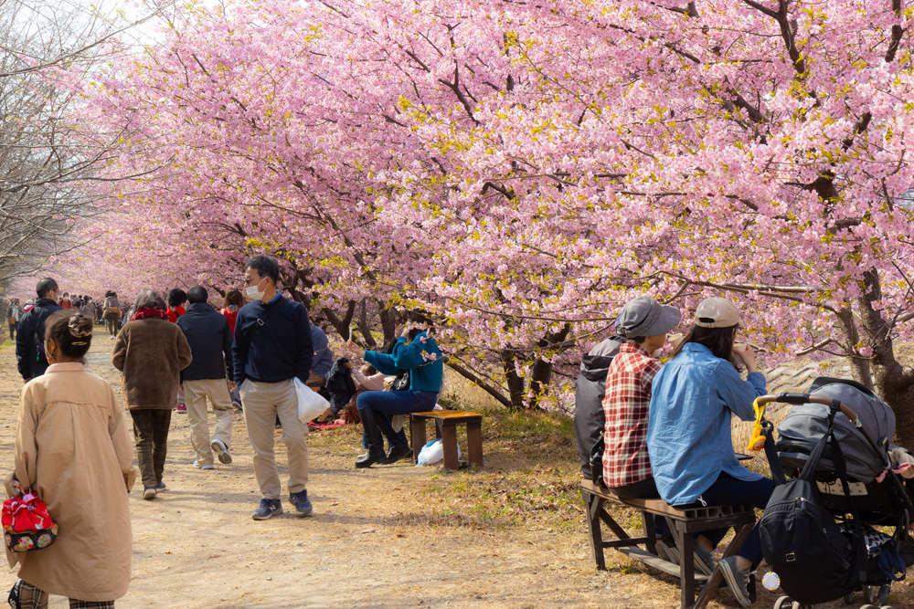東大山の河津桜祭り