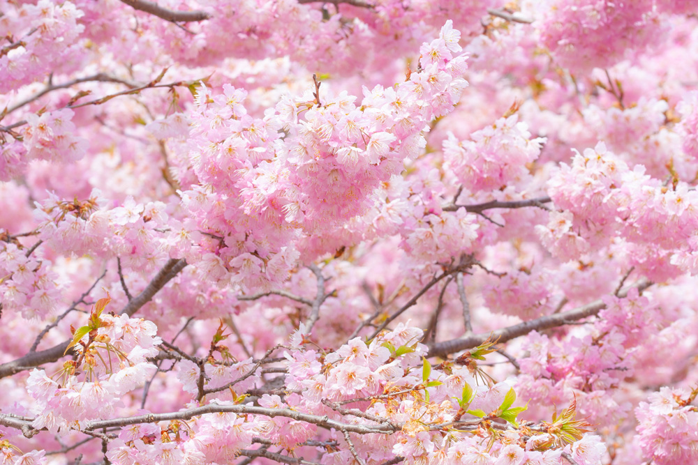 大漁桜：浜松フラワーパーク