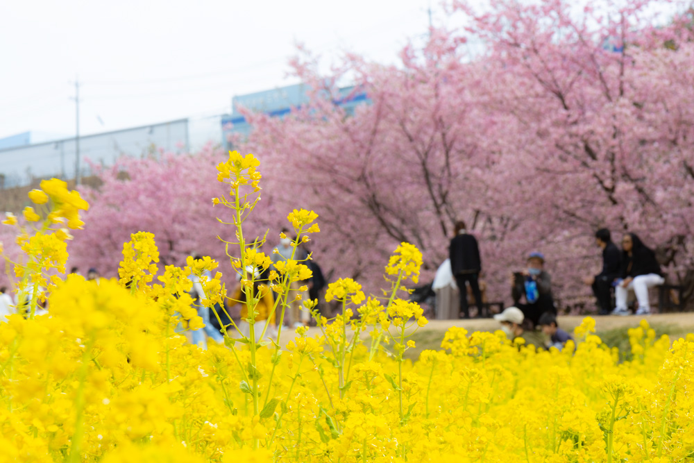 河津桜と菜の花のコラボ（東大山）