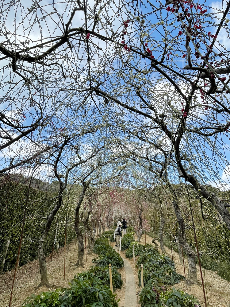 昇竜しだれ梅園2月27の開花状況