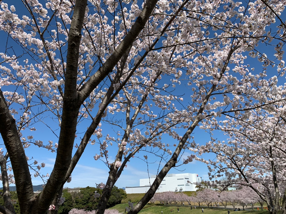 都田公園の桜が満開