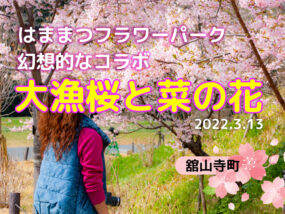 はままつフラワーパークの大漁桜と菜の花
