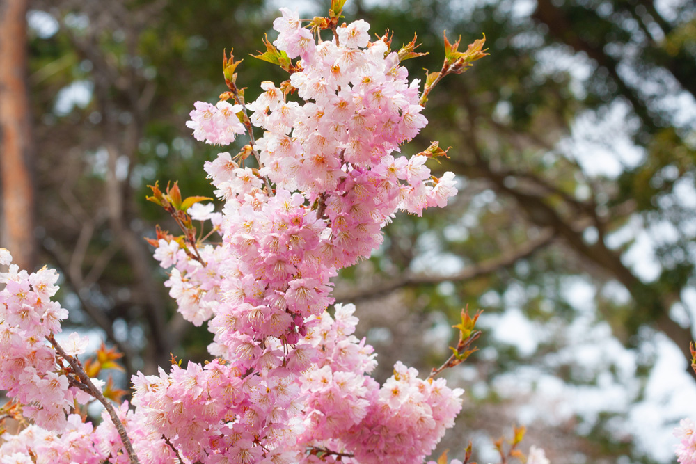 カメラ女子必見：浜松フラワーパークの大漁桜と菜の花