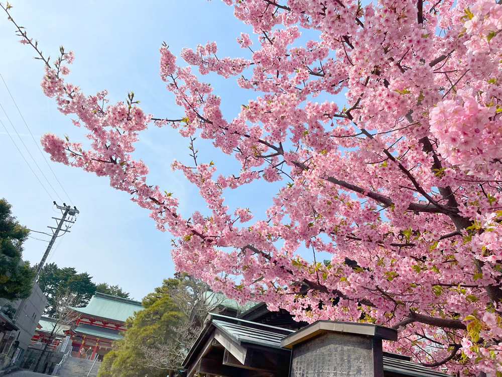 五社神社の河津桜