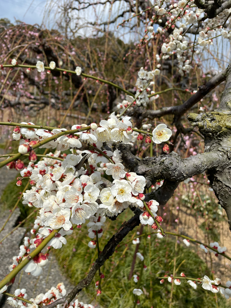 昇竜しだれ梅園　梅の花