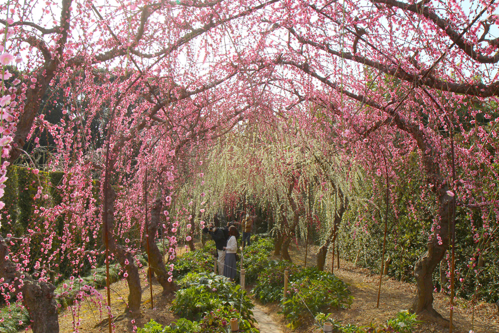 昇竜しだれ梅園しだれ梅の開花状況