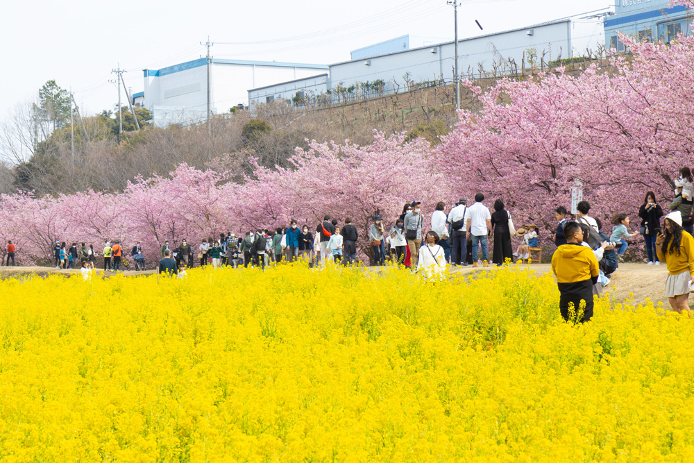 河津桜と菜の花のコラボ（東大山）