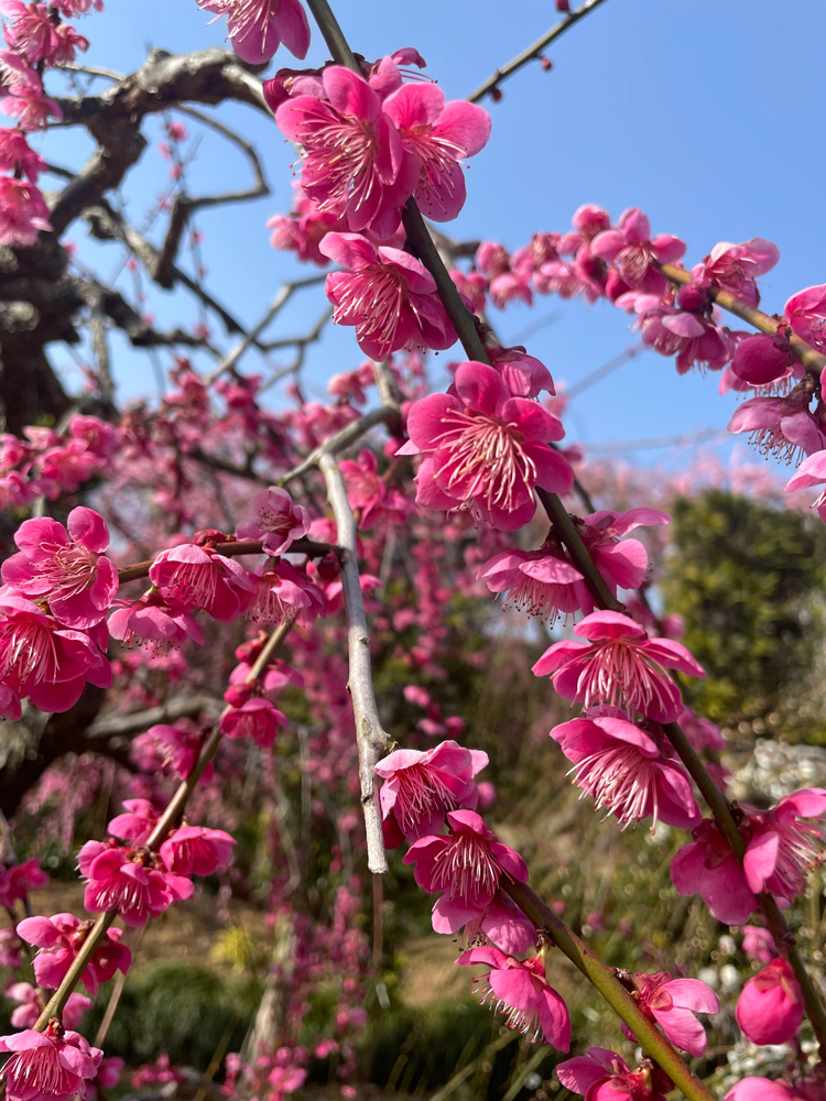 昇竜しだれ梅園枝垂れ梅開花状況