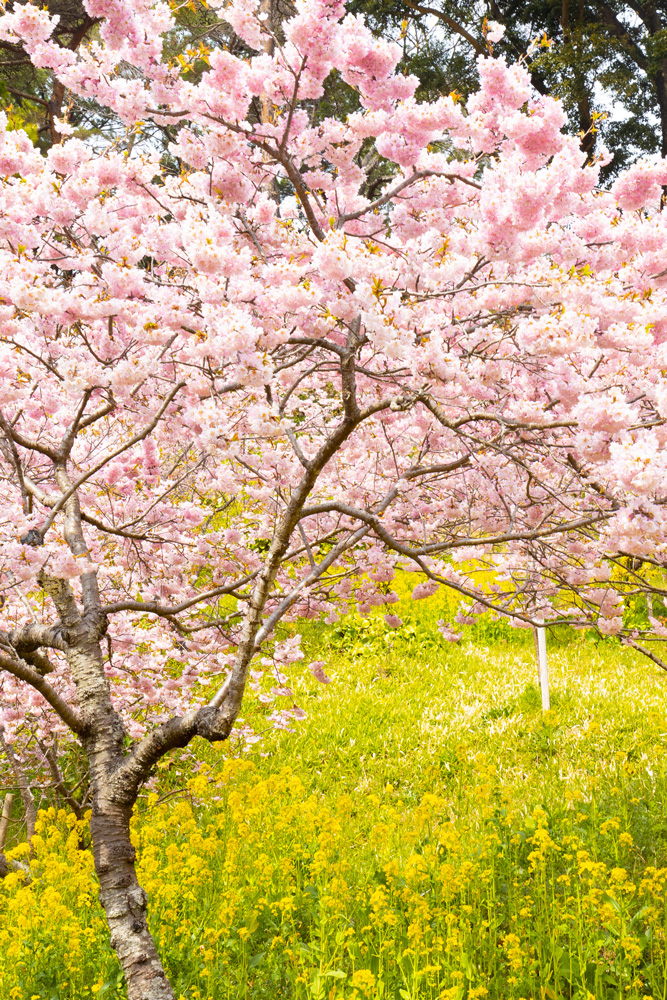 大漁桜と菜の花コラボ：浜松フラワーパーク