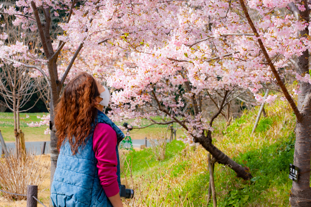 カメラ女子必見：浜松フラワーパークの大漁桜と菜の花
