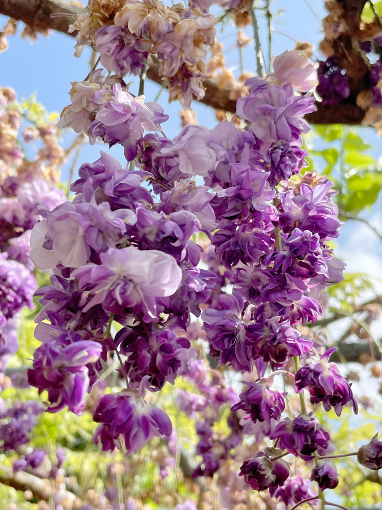 浜松フラワーパーク：藤の花