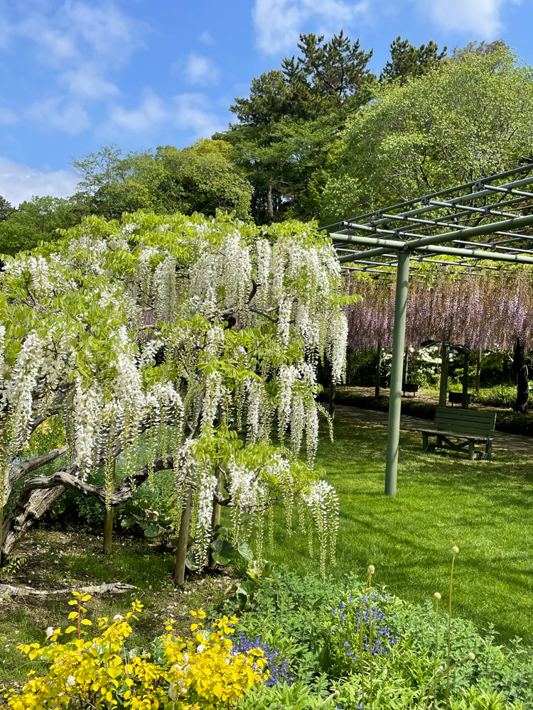 浜松フラワーパーク：藤の花