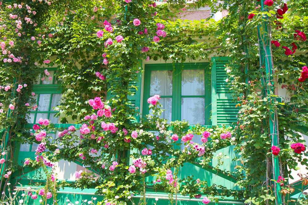 浜松ガーデンパーク 花の美術館の薔薇