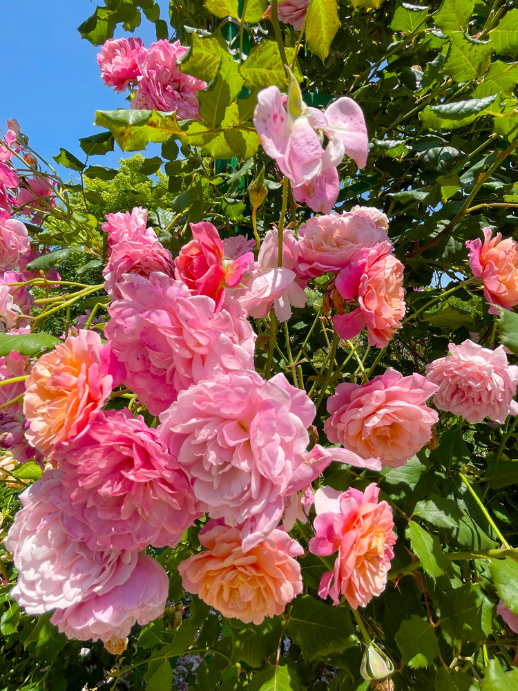 浜松ガーデンパークのバラ