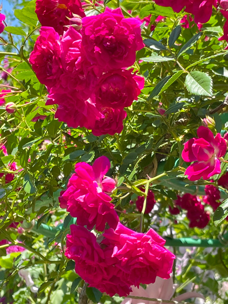 浜松ガーデンパークのバラ