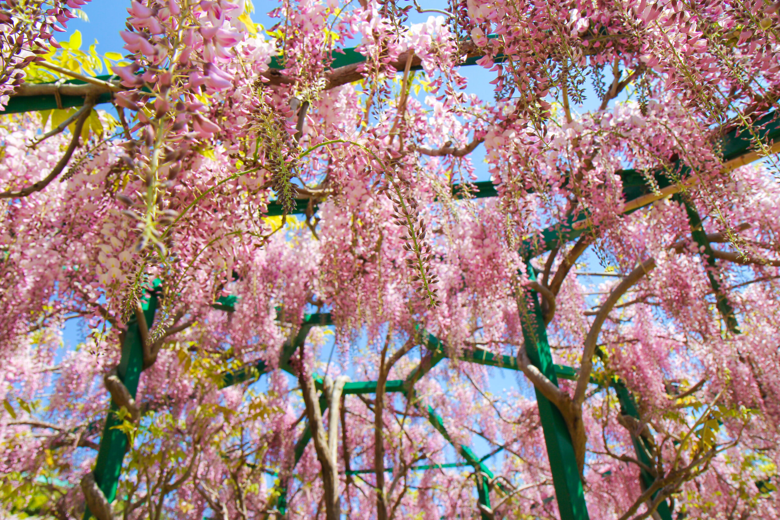 浜名湖ガーデンパークの長藤の花