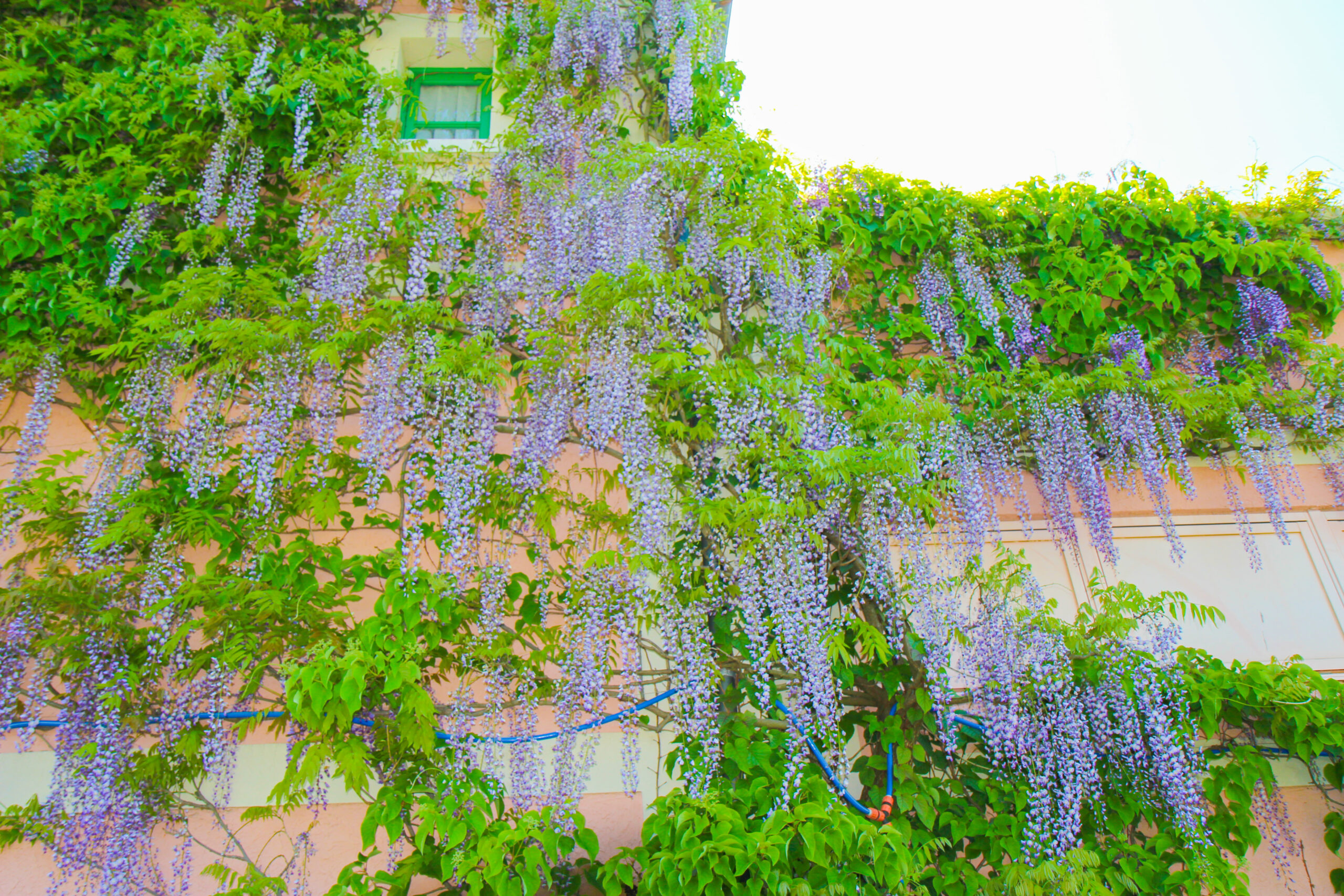 浜名湖ガーデンパークの長藤の花