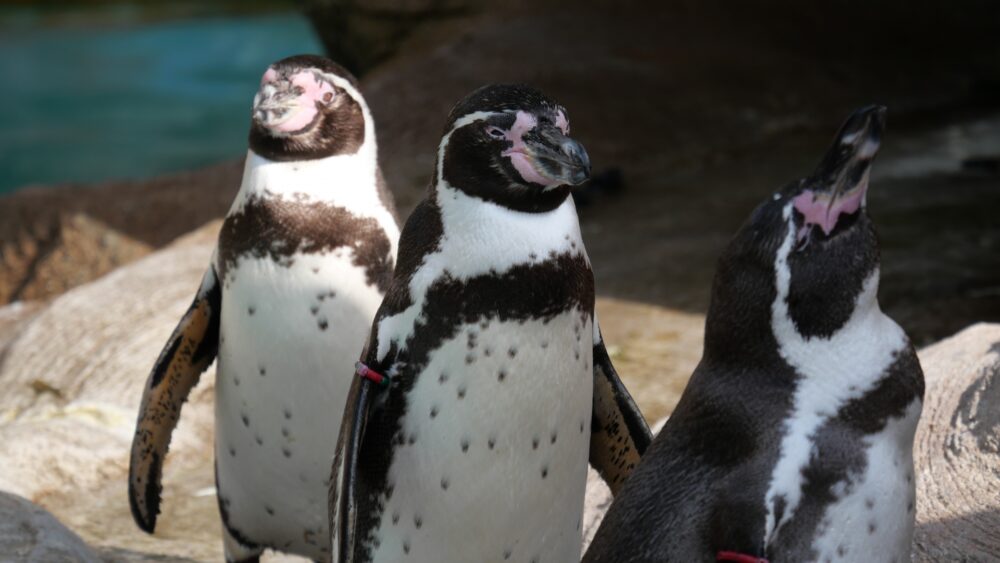 ペンギン：動物園