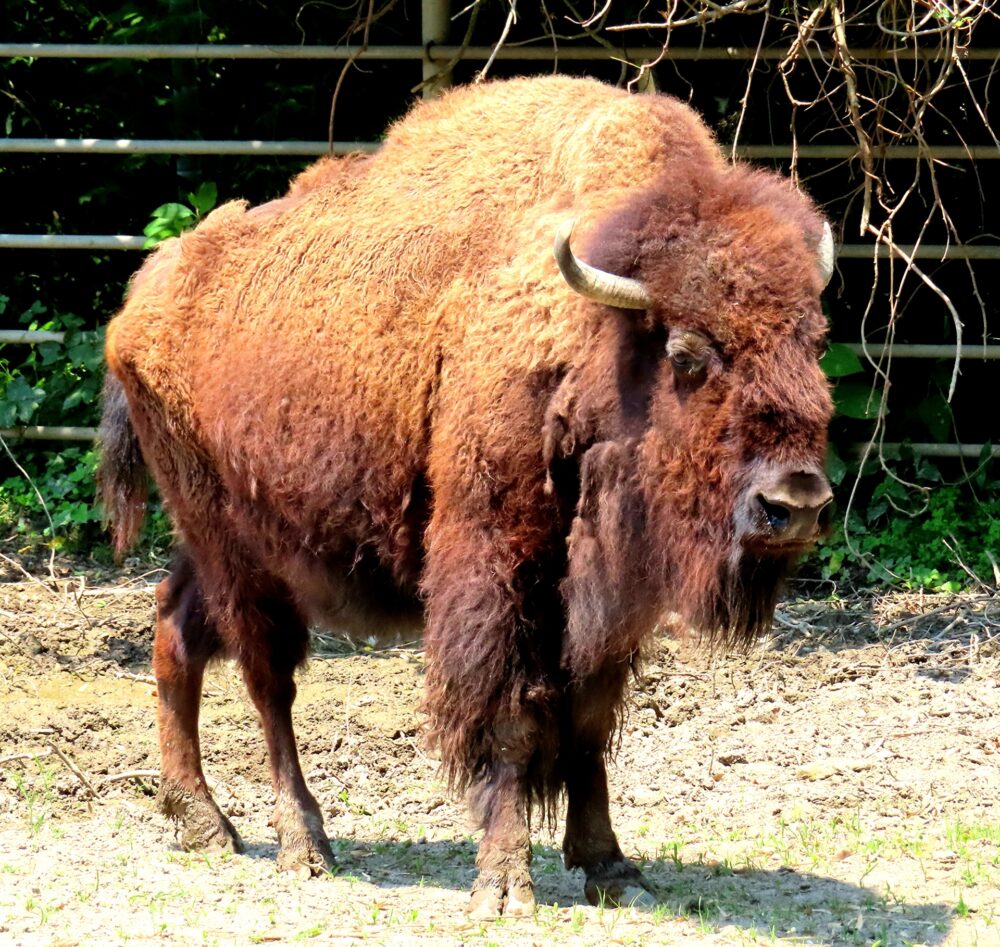 アメリカバイソン：動物園