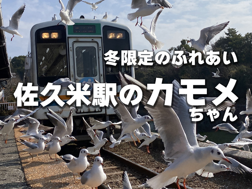 佐久米駅のカモメふれあい体験