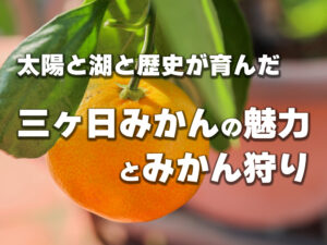 【浜松発】太陽と湖と歴史が育んだ三ヶ日みかんの魅力