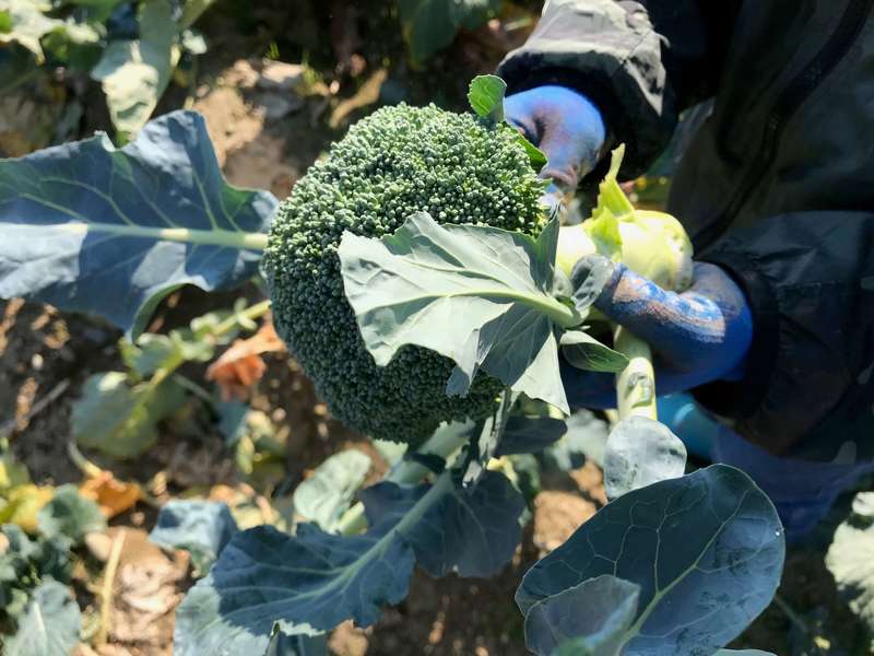 あったか農場「冬野菜の収穫祭」（浜松市雄踏町）