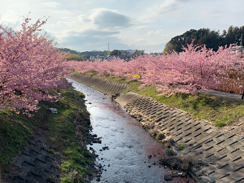 東大山河津桜01