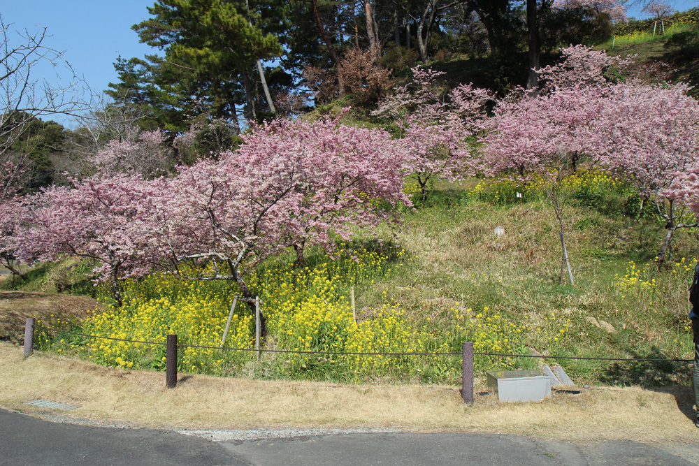 フラワーパークの早桜02