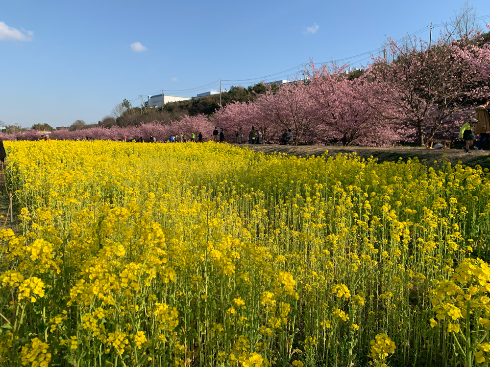 東大山河津桜03