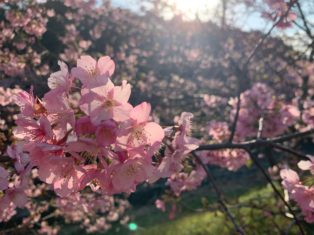 東大山河津桜02