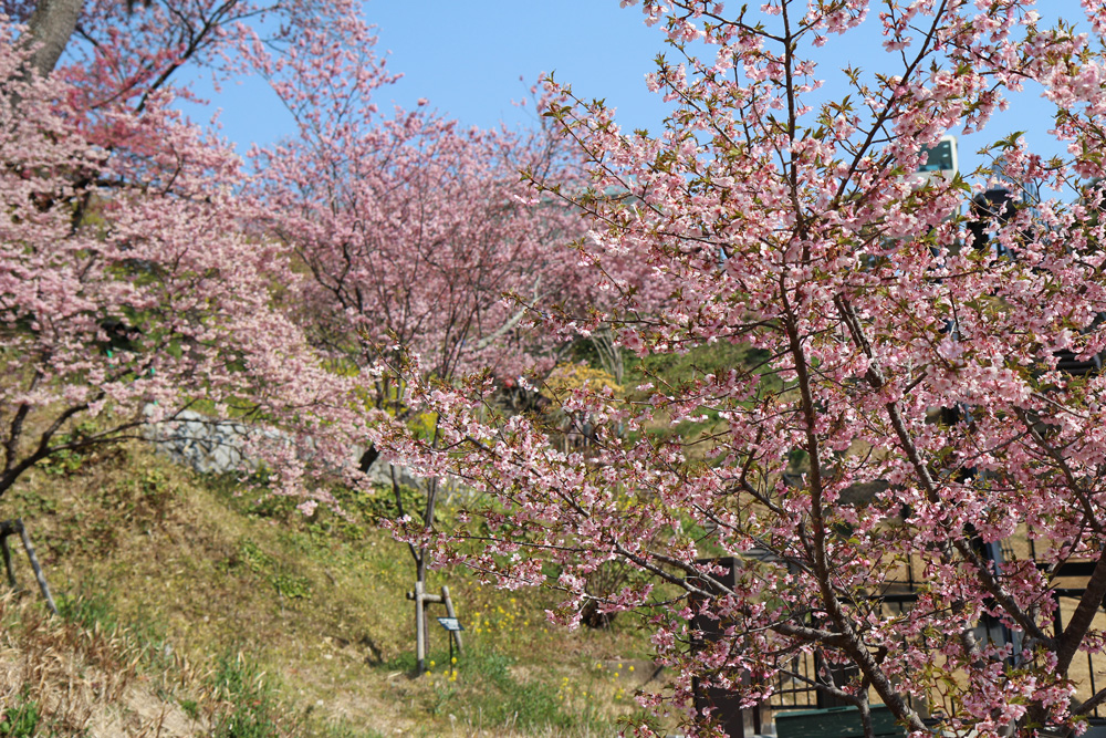 フラワーパークの早桜01