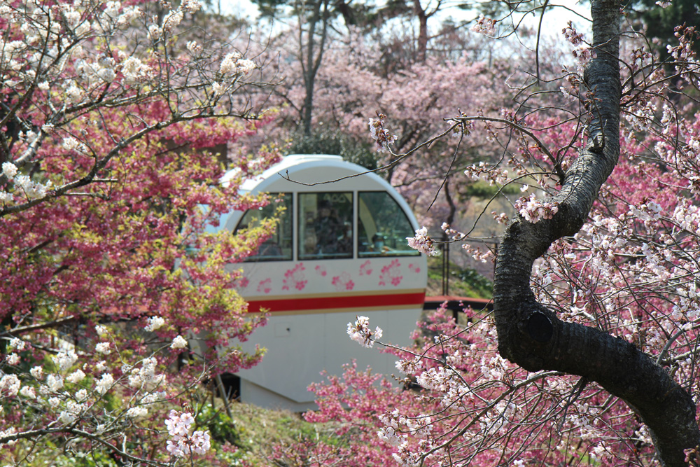 フラワーパークの早桜03